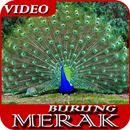 burung merak terindah pilihan APK