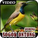 sogok ontong burung indah APK