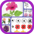 Learn to Draw Flowers