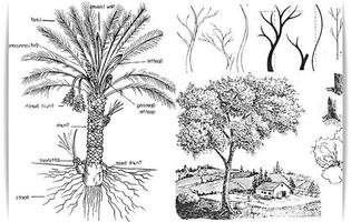 3 Schermata Impara a disegnare albero