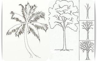 2 Schermata Impara a disegnare albero