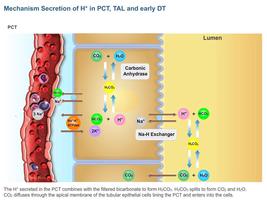 Physiology Extended App capture d'écran 2