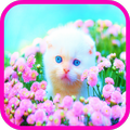 Cat Kitten Wallpapers