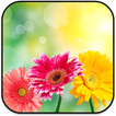 New Flowers Wallpapers 2017 biểu tượng