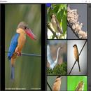 RvJustViewer APK