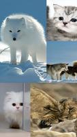 HD Duvar Kağıdı (Animals-1) スクリーンショット 1