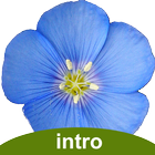 Colorado Wildflowers Intro icon
