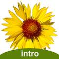 Flora of Yellowstone Intro