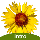 Flora of Yellowstone Intro-APK