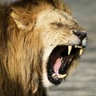 Roooar - The Lions of EM 圖標