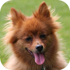 Dog Wallpapers icon