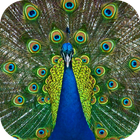 Peacock Live Wallpaper Zeichen