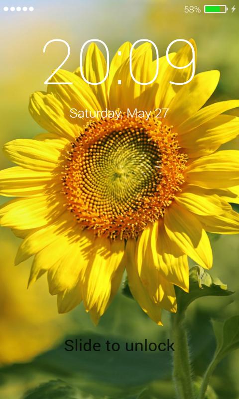 Wallpaper Bunga  Matahari 