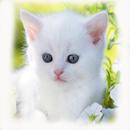 クールな猫の壁紙 APK