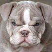 ”english bulldog live wallpaper