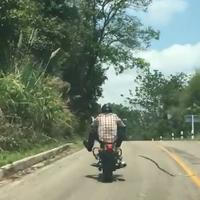 Snake Targets Motorcyclist Cartaz