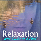 Relaxation - Ducks In A Pond ikona