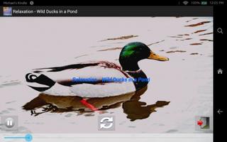 Relaxation - Ducks In A Pond capture d'écran 1