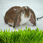 English Lop Rabbit icône