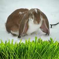 English Lop Rabbit Affiche