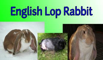 English Lop Rabbit capture d'écran 1