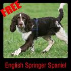 English Springer Spaniel icône