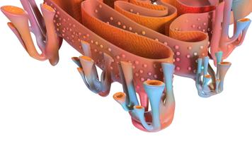 Endoplasmic Reticulum 3D ảnh chụp màn hình 1