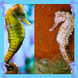 collage di foto cavalluccio ma