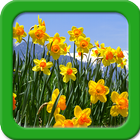 Narcissus Live Wallpapers-icoon