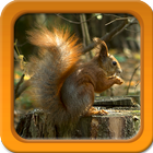 Animals Live Wallpapers আইকন