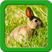 Lapin Live Wallpapers