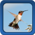 Hummingbirds Live Wallpapers-icoon