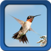 Colibris Live Wallpapers