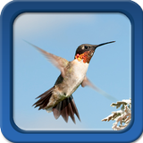 Colibríes Live Wallpapers icono