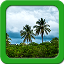 Jungle Live Wallpapers APK