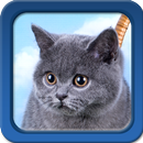 小猫动态壁纸 APK