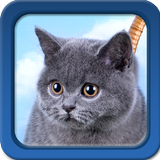 Kitten Live Wallpapers icon