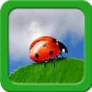 Ladybug Live Wallpapers APK