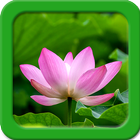 Lotus Live Wallpapers simgesi