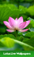 Lotus Live Wallpapers পোস্টার