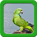 Parrot Live Wallpapers-APK