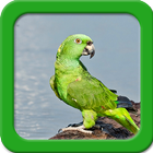 Parrot Live Wallpapers icône