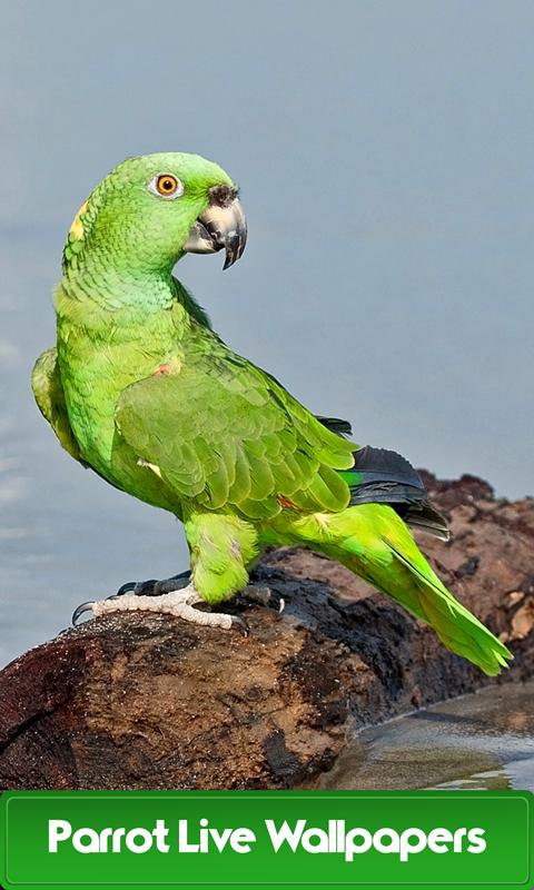 Curl Parrot.Live. Curl parrot