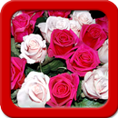 玫瑰动态壁纸 APK