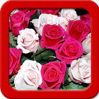 آیکون‌ Rose Live Wallpapers