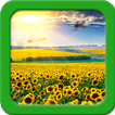 ”Sunflower Live Wallpapers