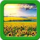 Zonnebloem Live Wallpapers-APK