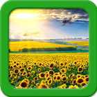 Sunflower Live Wallpapers icône
