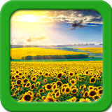 Sunflower Live Wallpapers icon