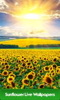 Sunflower Live Wallpapers پوسٹر